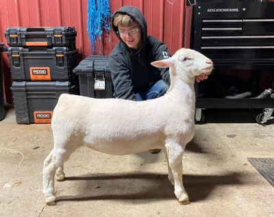 Saratoga County 4-H Market Auction - a Look Into Where Our Food Comes From